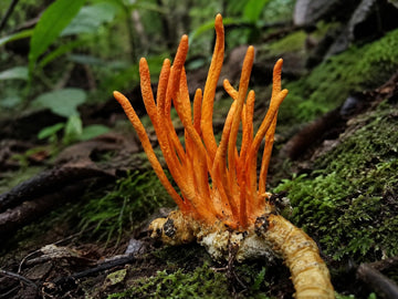 Cordyceps militaris: Energia, Performance e Proteção Avançada
