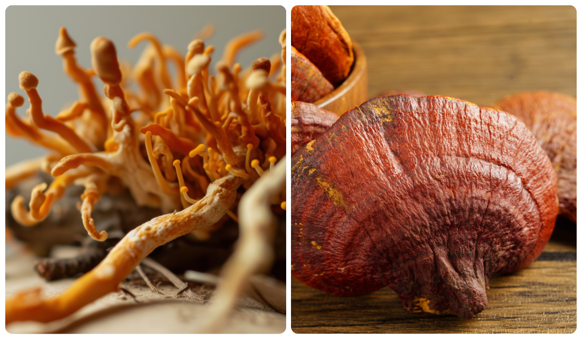 Cordyceps + Reishi