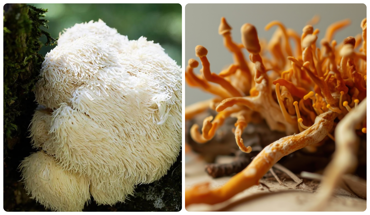 Cordyceps + Juba de Leão