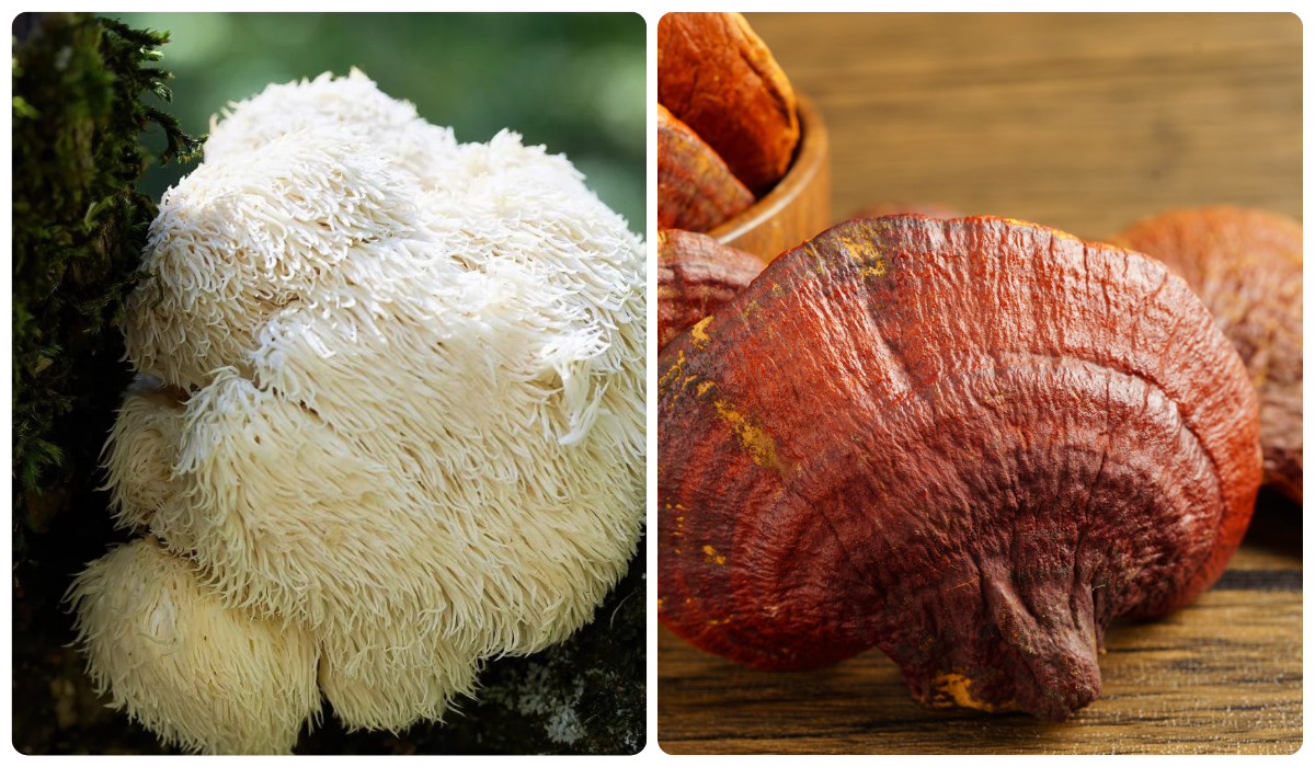 Reishi + Juba de Leão