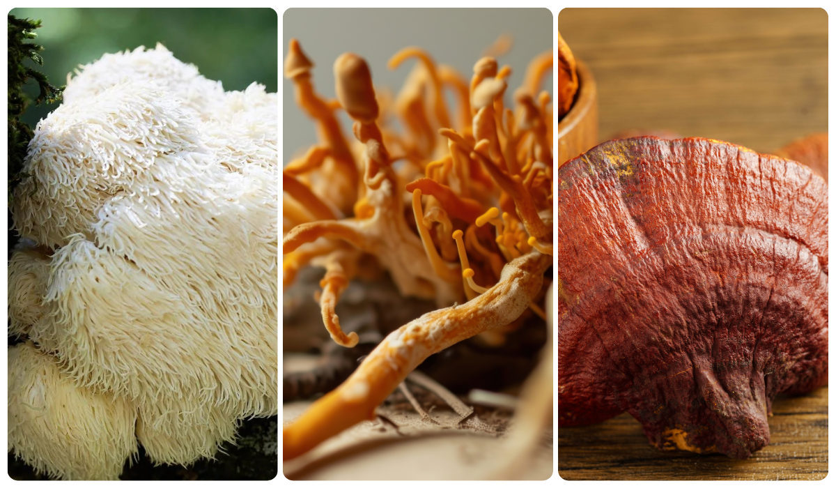 Cordyceps + Reishi + Juba de Leão